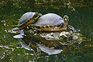 Turtles